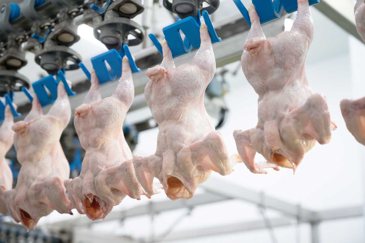 Maelor Foods Chicken