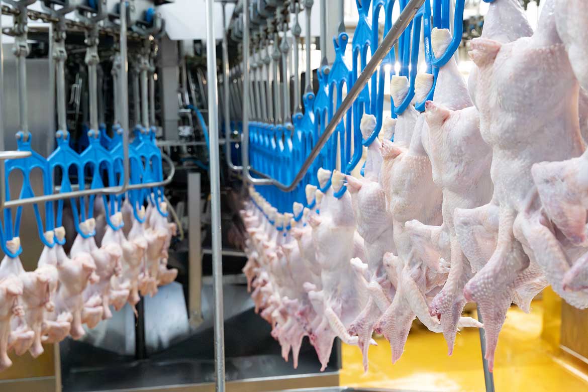 Maelor Foods Chicken Processing plant